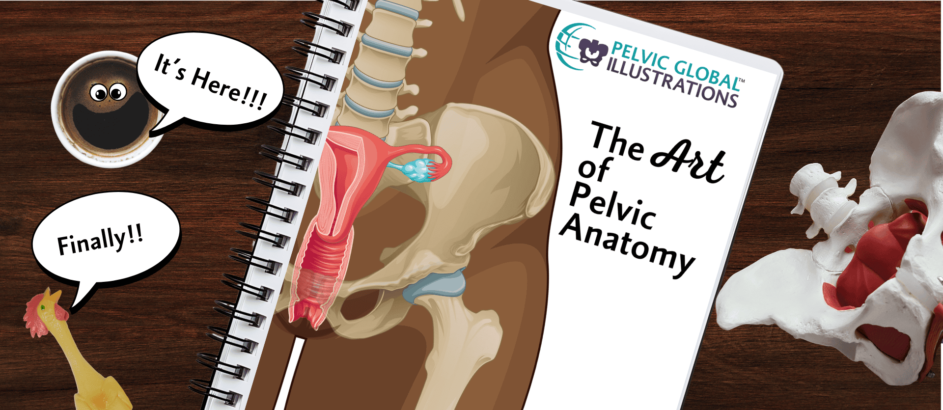 The Art of Pelvic Anatomy